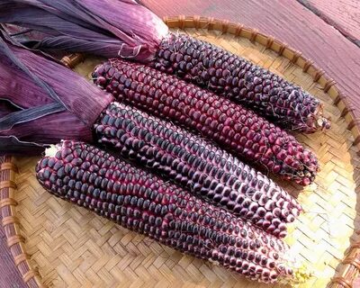 Фиолетовый цвет кукурузы