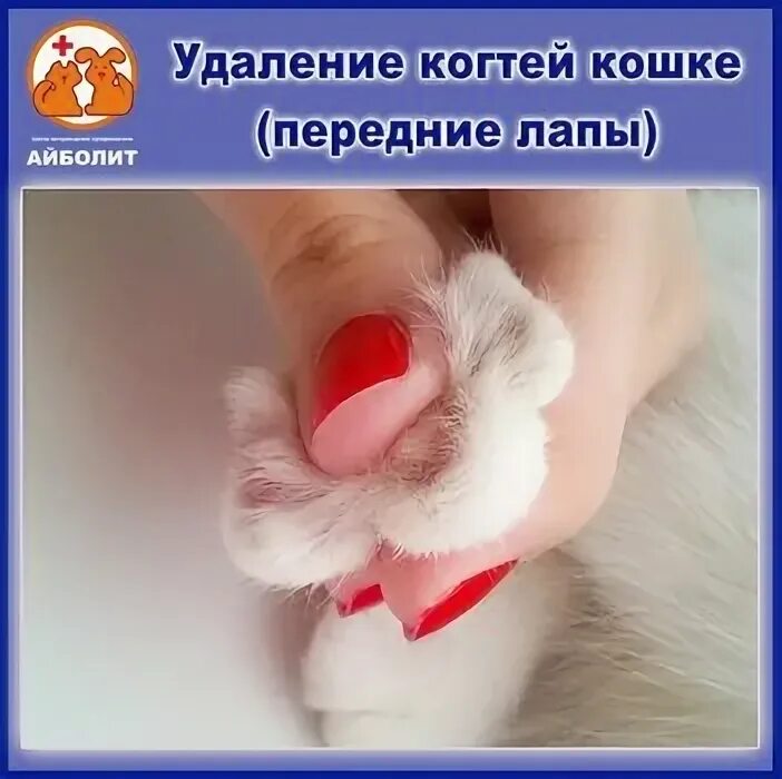 когти удалены
