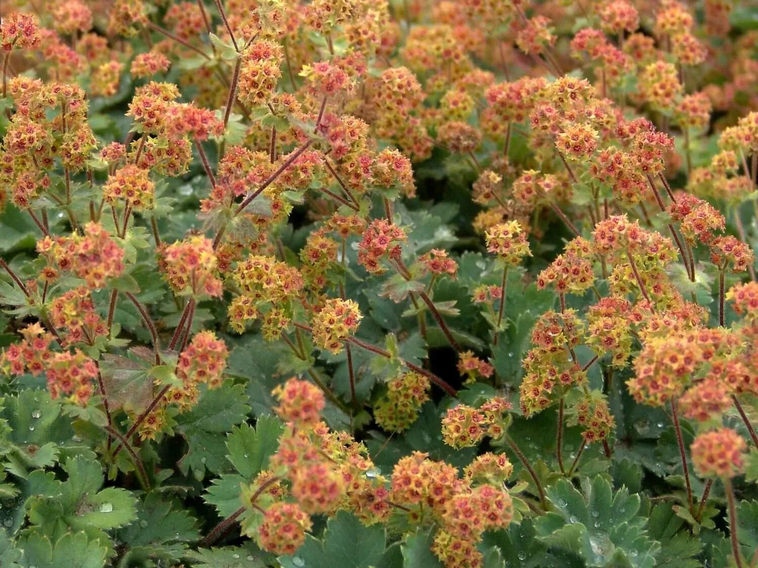 Манжетка цветок многолетник. Манжетка alchemilla erythropoda. манжетка красночерешковая (alchemilla erythropoda). манжетка альпийская alchemilla. манжетка красночерешковая alma.