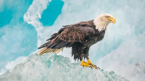 Ice eagles