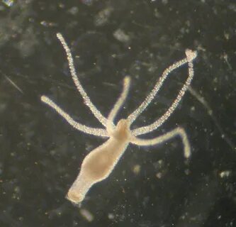 Rus pornografik filmlar royxati