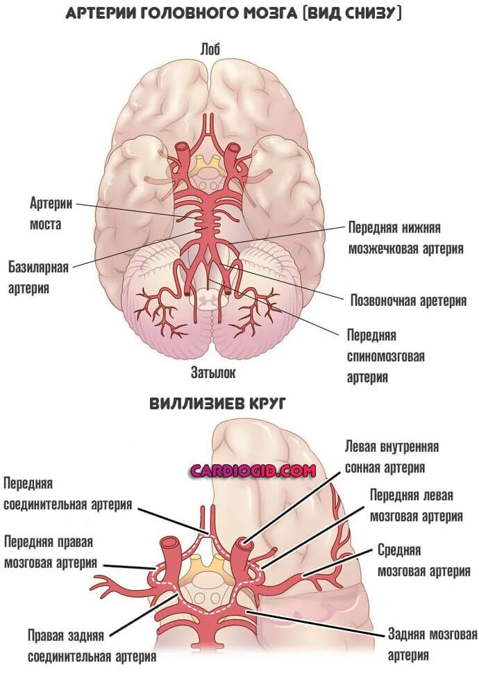 Виллизиев круг строение. Кровоснабжение головного мозга схема Виллизиев круг. Виллизиев круг в головном мозге. Сосуды головного мозга Виллизиев круг. Артерии основания головного мозга Виллизиев круг.