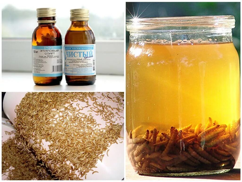 Огнёвка восковая моль. Лечение восковой молью. Лечение восковой молью. Лечение восковой молью. Настойка из пчелиной огневки (восковой моли).