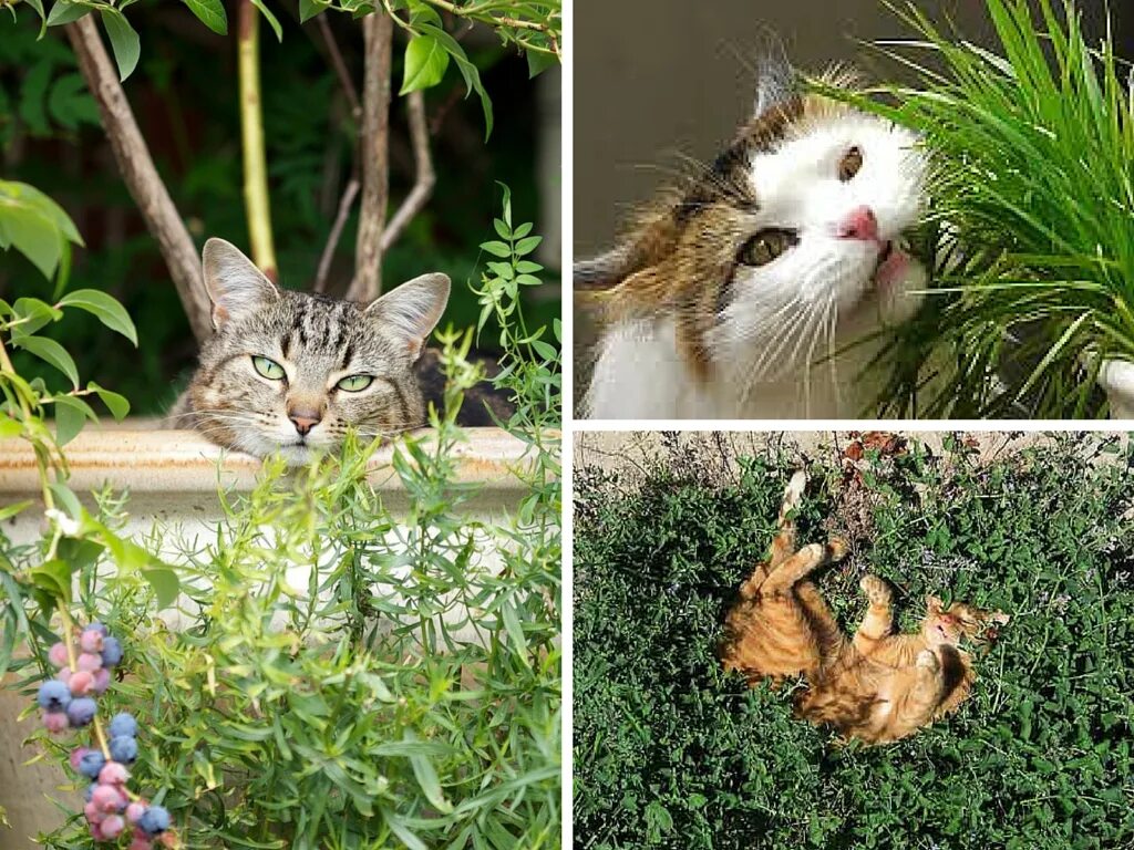 Кошки и растения. Ядовитые цветы для кошек. Кот растение. Токсичные растения для кошек.