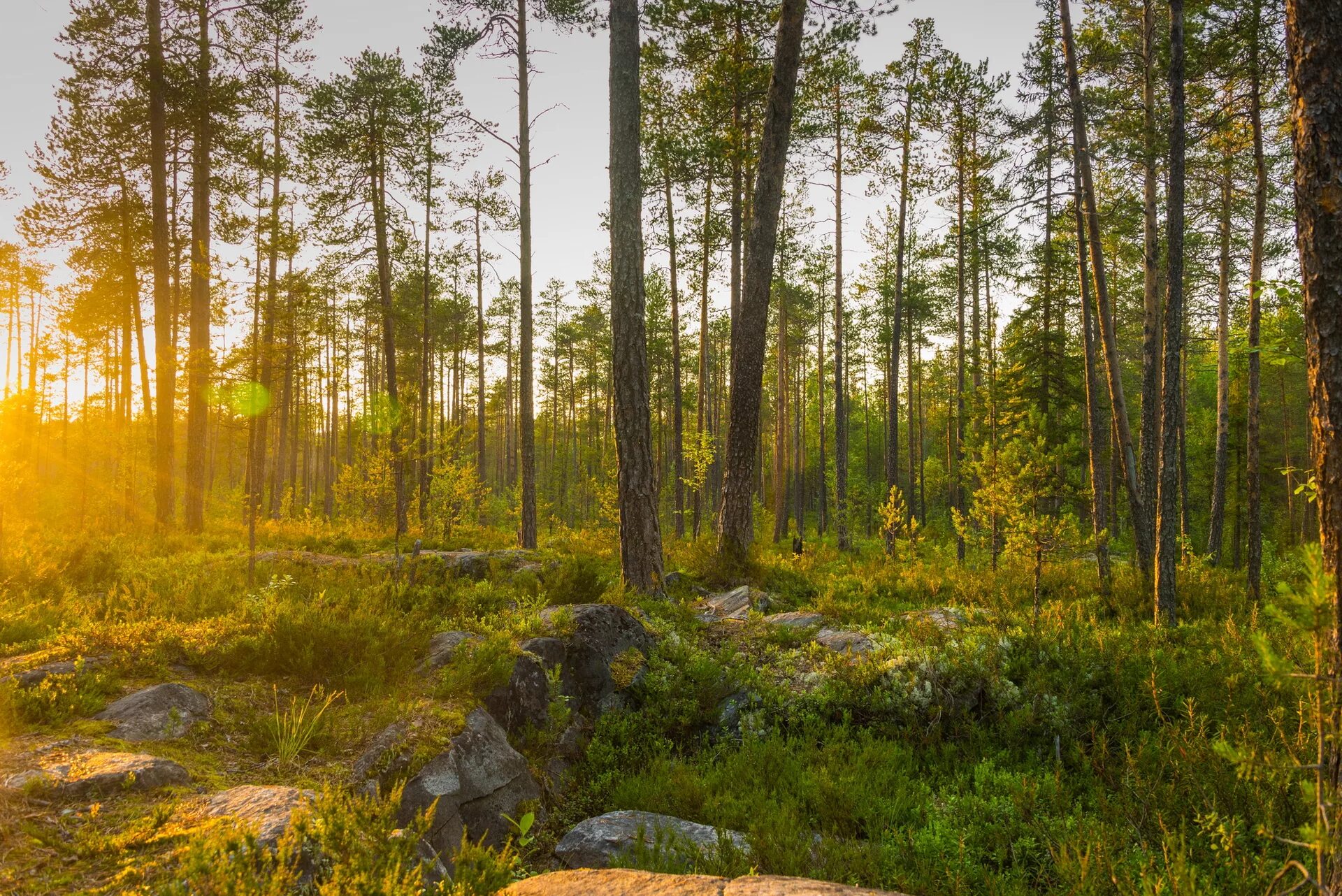 форест карелия. лиственный лес карелия. карелия дремучий лес. Forest karelia. Forest karelia.