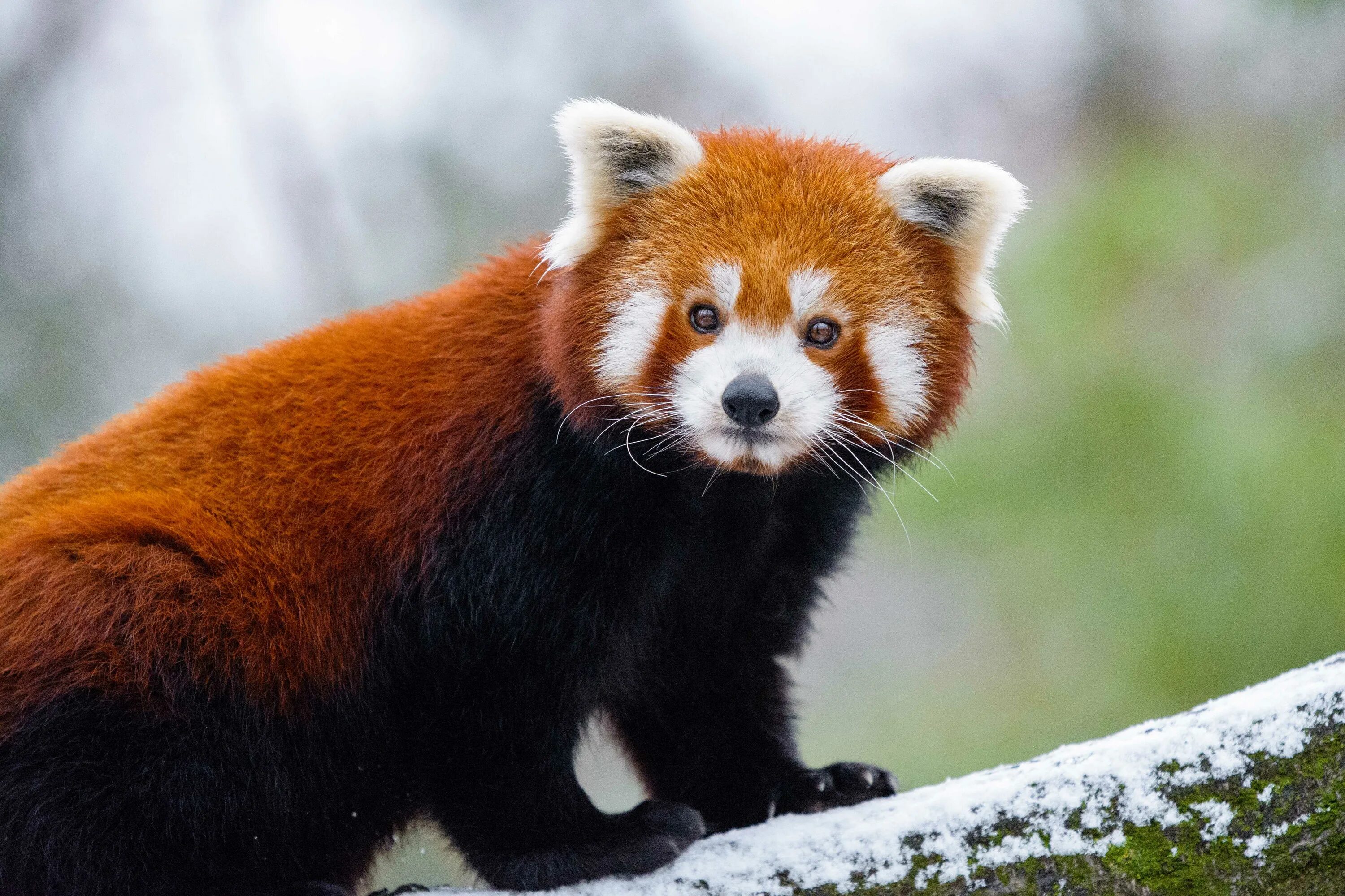 Звери малой земли. Красная Панда малая Панда. Малая Панда Стайана. Малая (красная) Панда Стайана. Малая (красная, рыжая, енотовидная) Панда.