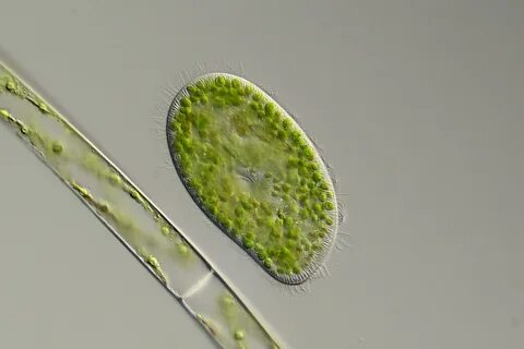 Инфузории paramecium