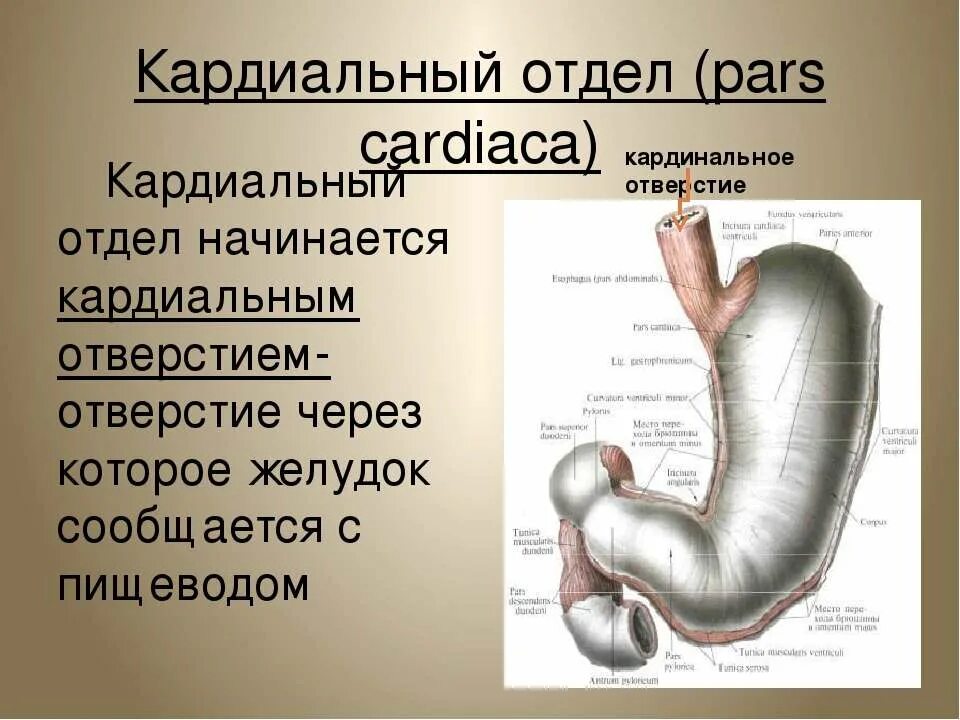 Кардиальное отверстие желудка. Кардиальный и пилорический отделы желудка. Кардиальная часть желудка анатомия. Сфинктер латынь