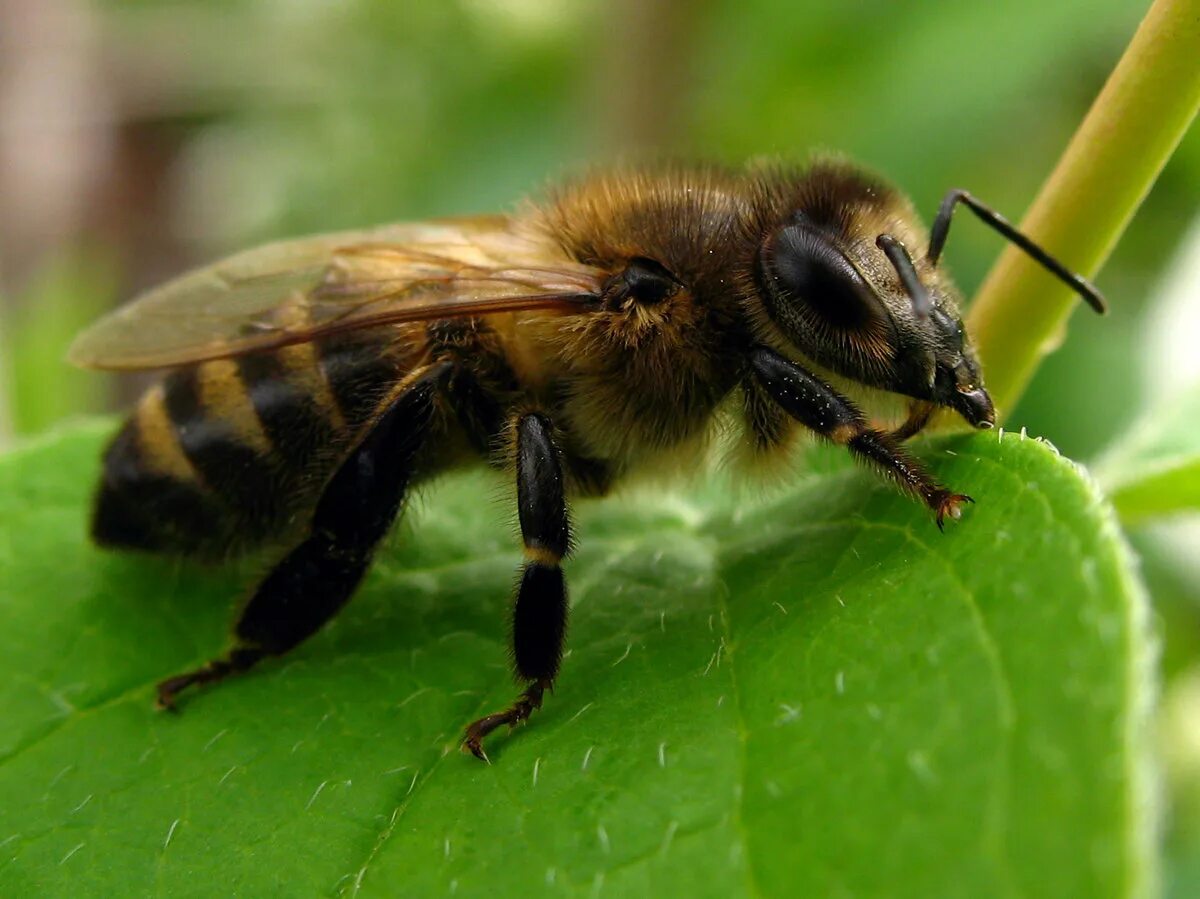 Пчела. Пчела фото. Лапка пчелы. Пчела настоящая. Окраска тела пчелы