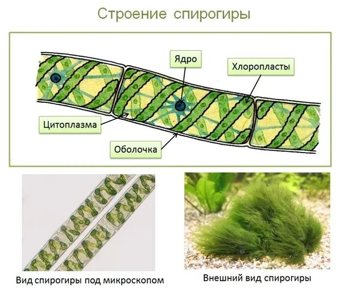 Многоклеточная водоросль спирогира. Спирогира зеленая нитчатая водоросль. Спирогира водоросль строение. Нитчатые водоросли спирогира и улотрикс.