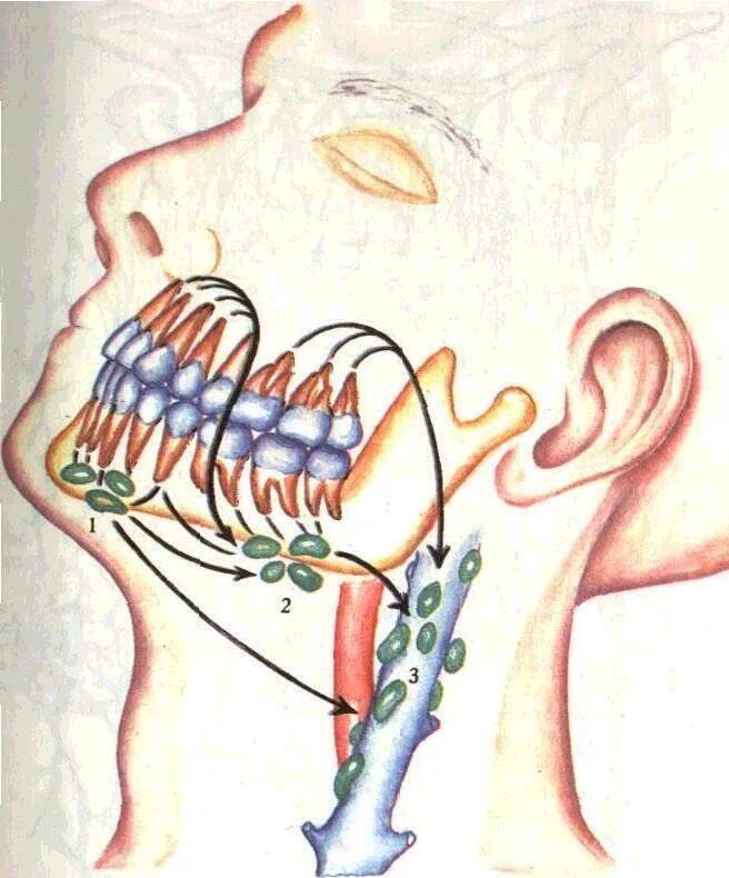 Нижнечелюстной лимфоузел. Лимфатические сосуды периодонта. Лимфатическая система нижней челюсти. Лимфоотток зубов верхней челюсти. Нижнечелюстные лимфатические узлы.