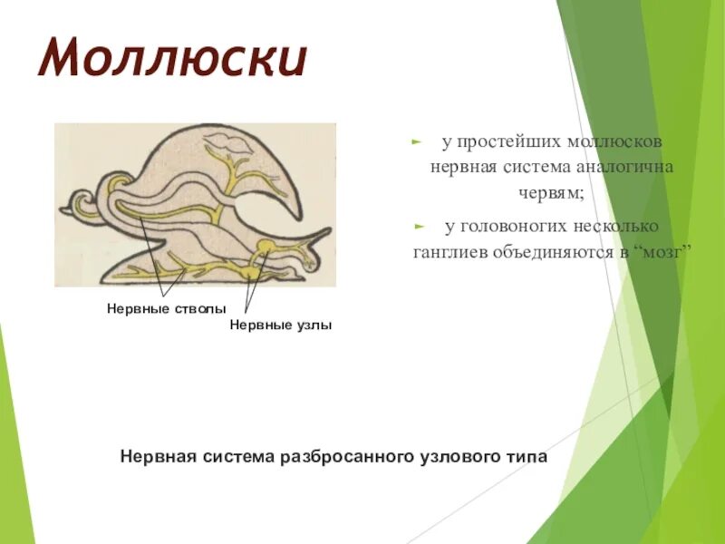 Имеет разбросанную узловую нервную систему
