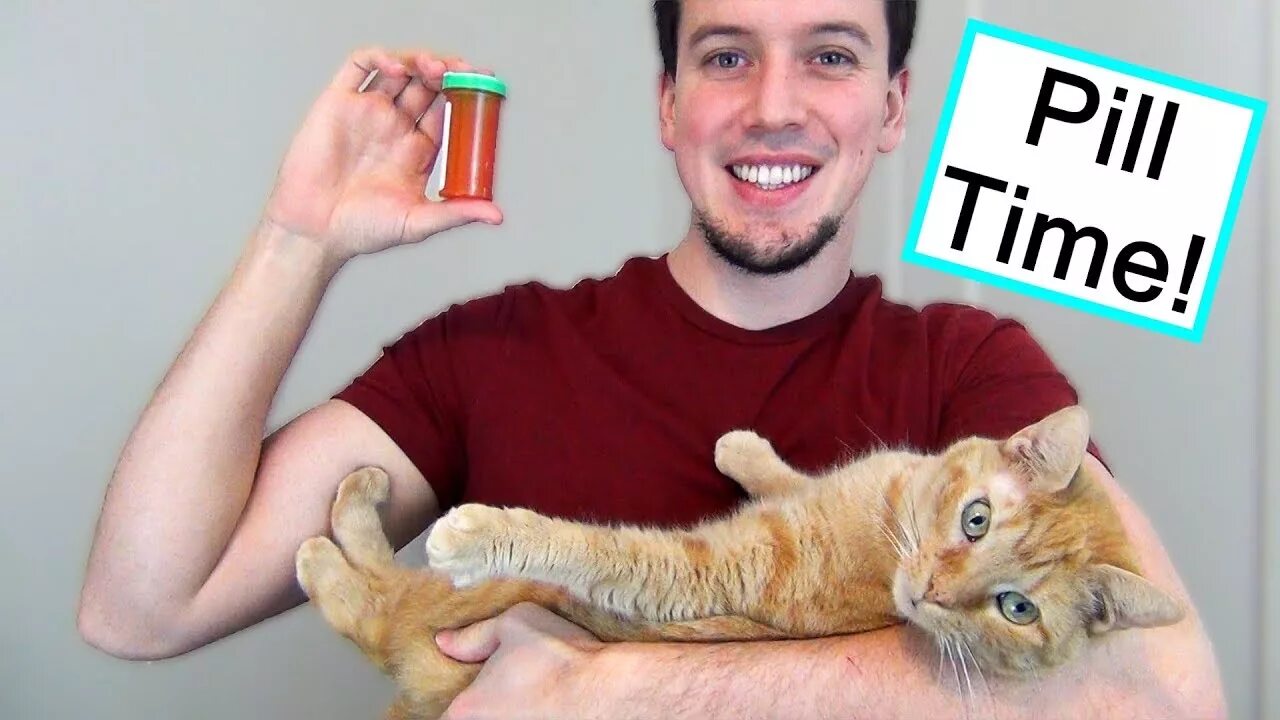 My cat is give