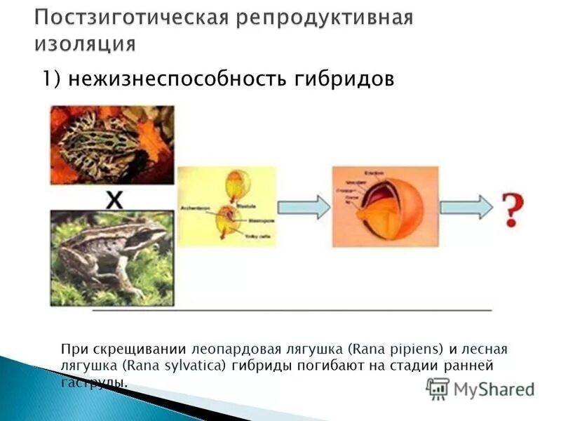 Причины и результаты репродуктивной изоляции