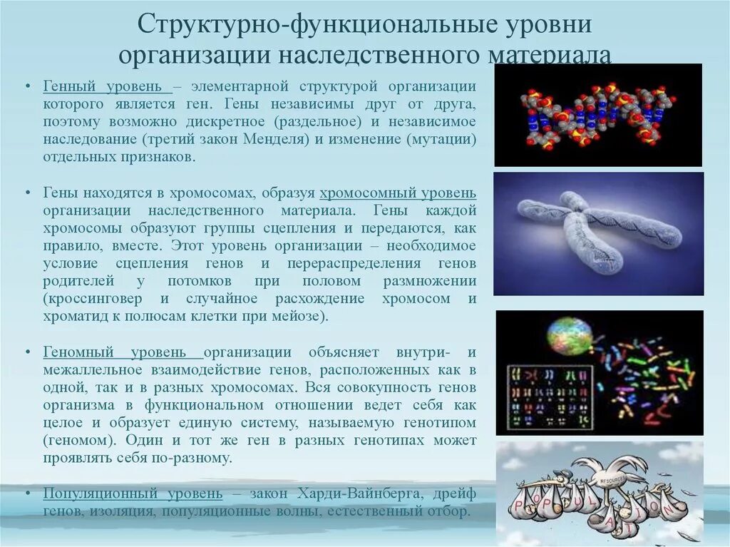 Структурно-функциональные уровни генетического материала. Геномный уровень организации наследственного материала. Геномный уровень организации генетического материала. Генный уровень организации наследственного материала. Наследственный материал хромосомы