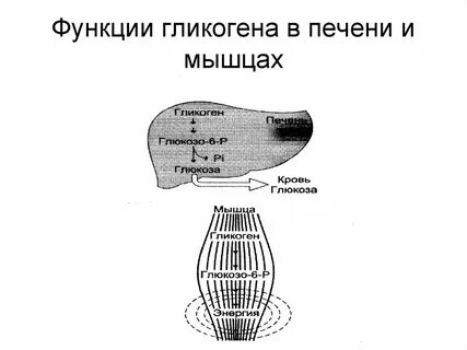 Печень вырабатывает гликоген
