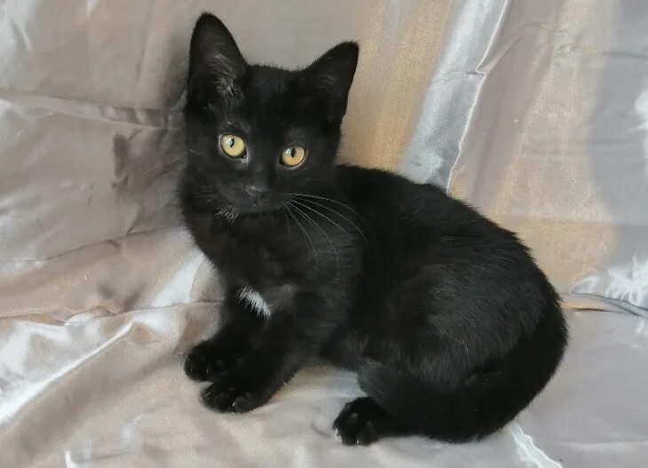Черный кот 4 месяца. Ушастый дымчаточёрный котенок. Кот чёрный Тимошка. Камышинский кот черный. Черные котята в добрые
