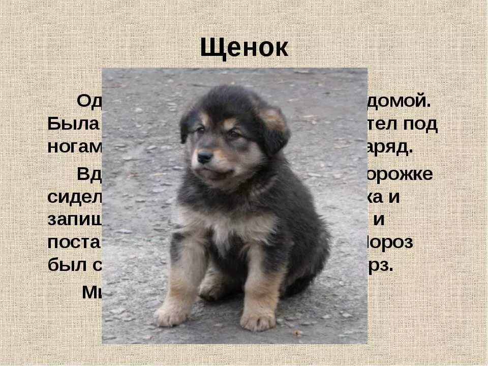 текст щенок заблудился в пригородном поселке