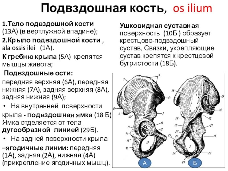 Ость подвздошной кости. Ягодичные линии крыла подвздошной кости. Подвздошная кость. Подвздошная ость подвздошной кости. Задняя ягодичная линия подвздошной кости.