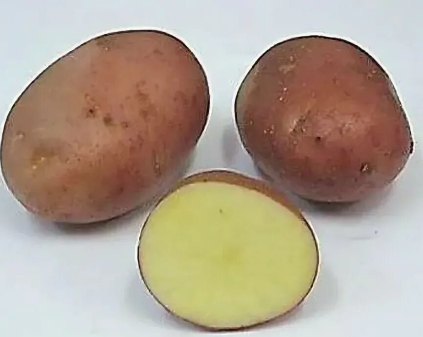 Картофель першацвет описание сорта