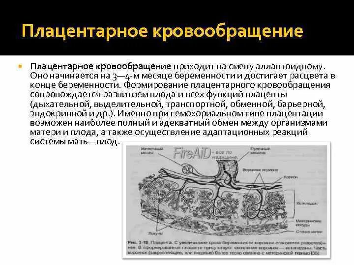 Плодово плацентарное нарушение. Маточно-плацентарное кровообращение схема. Принцип маточно плацентарного кровообращения. Принцип маточно-плацентарное кровообращение краткая характеристика. Характеристика маточно плацентарного кровообращения.