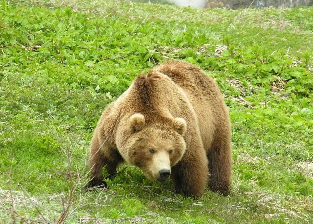 В мире животных встречается