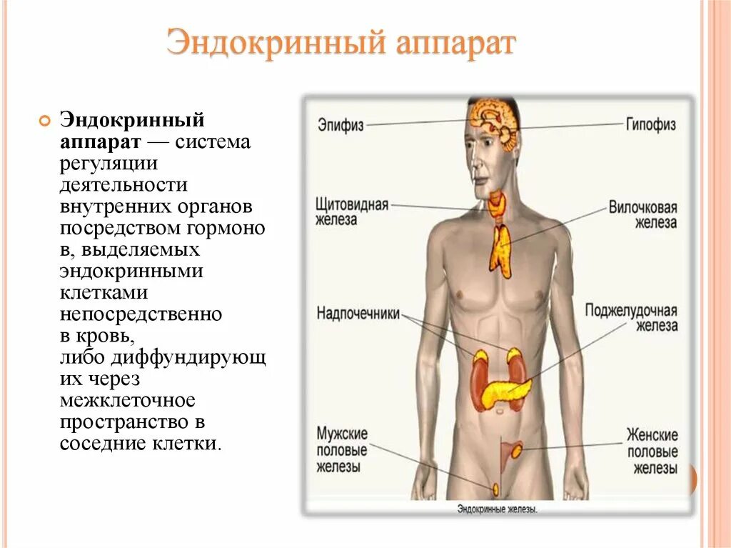 Характеристика желез организма человека. .Система желез внутренней секреции. Функции. Строение эндокринной системы функции и функции. Функции эндокринная система железы внутренней секреции. Эндокринный аппарат железы внутренней секреции.