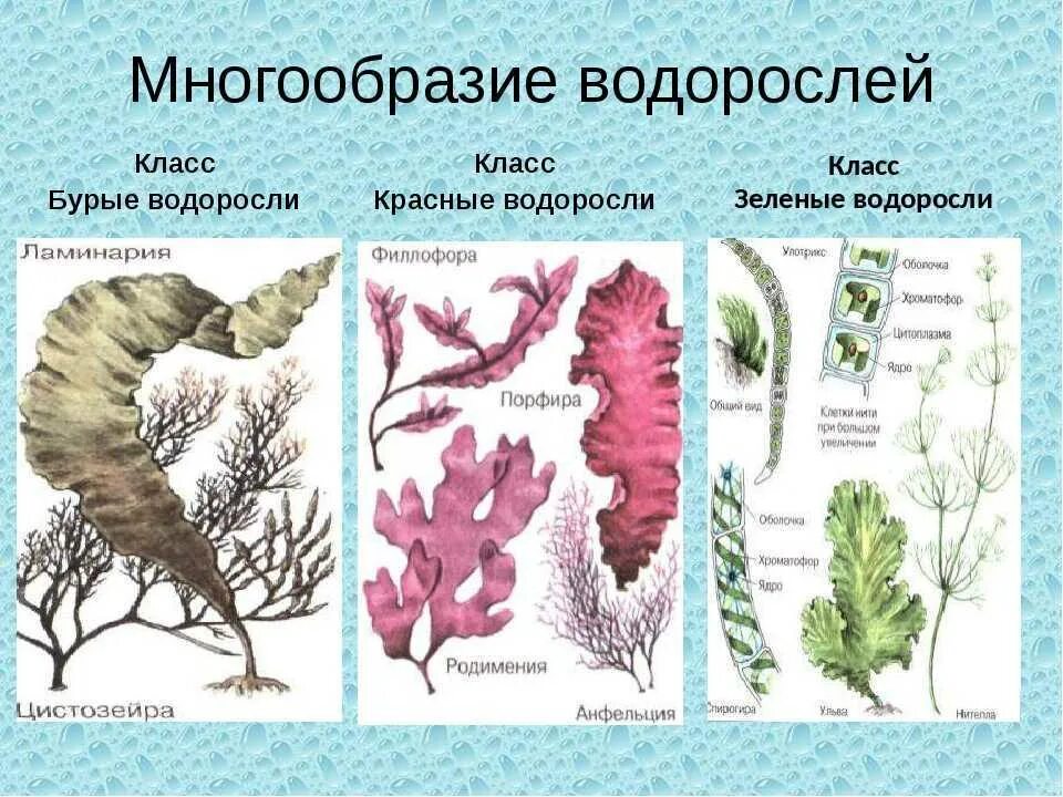 Водоросли 5 класс кратко. Многообразие водорослей водорослей зеленые красные бурые. Красные зеленые бурые водоросли отделы водорослей. Строение красных водорослей. Биология водоросли зеленые бурые красные.