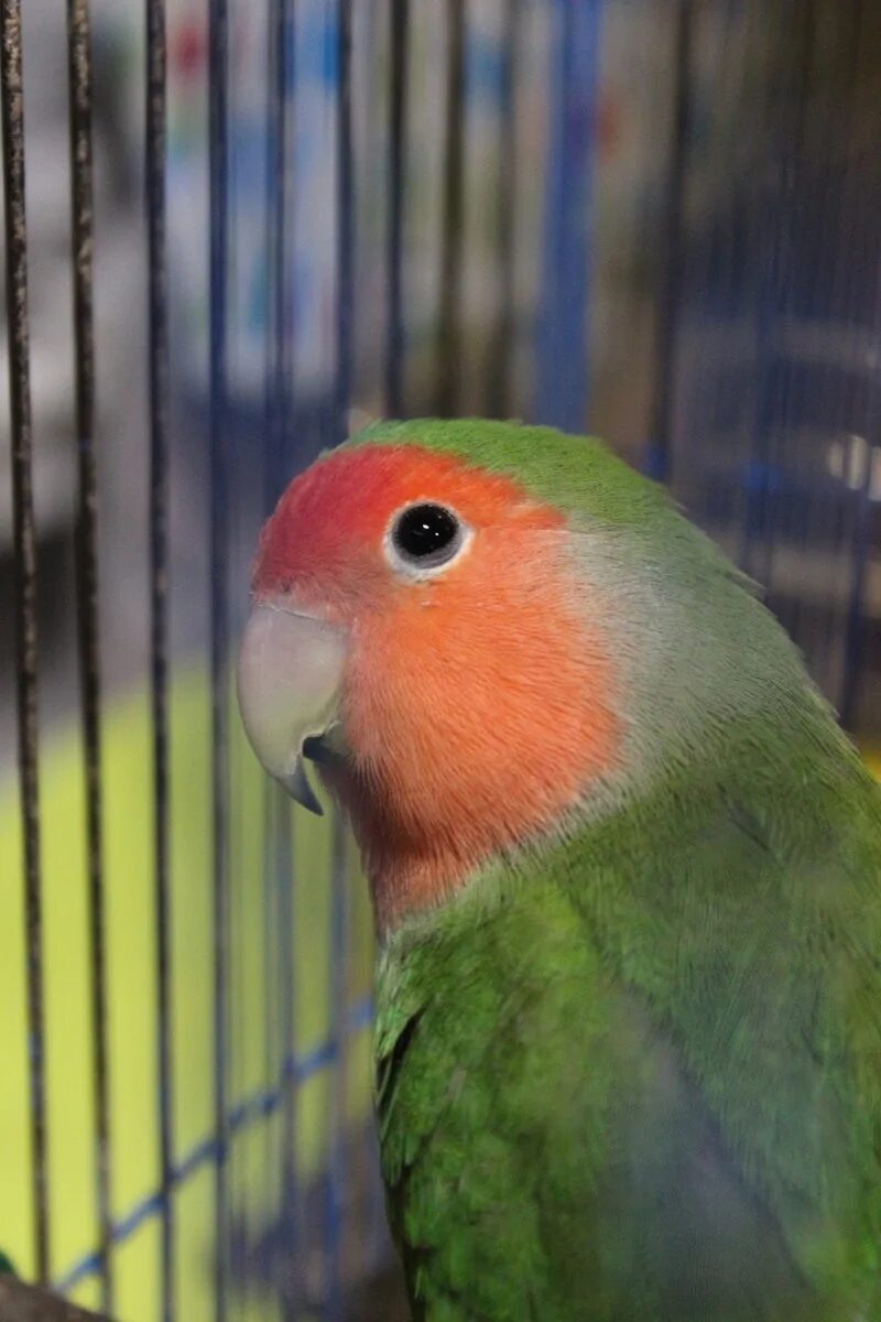 Неразлучники попугаи. Неразлучники. Неразлучник окрас фишер птенцы. Лимонный неразлучник. Неразлучник фишера.