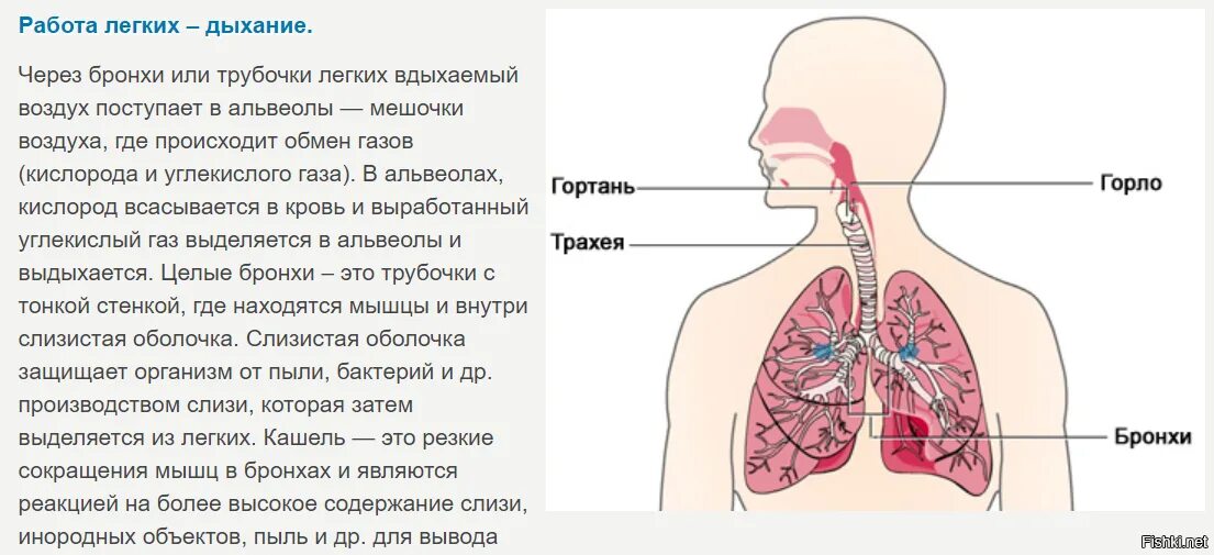 Дыхательная площадь легких. Общая дыхательная поверхность легких. Дыхательная поверхность лёгких человека. Какова площадь дыхательной поверхности легких человека. Дыхательную поверхность лёгких увеличивают.