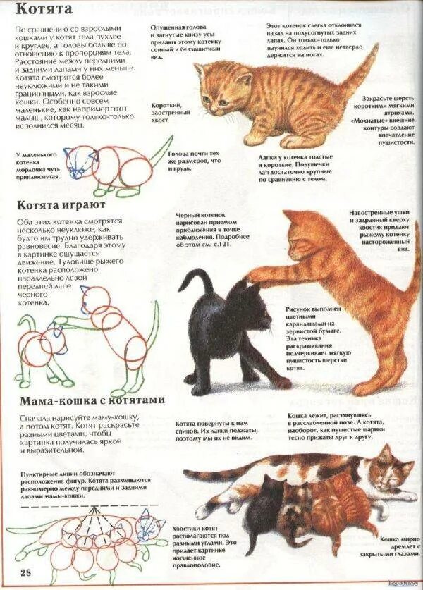 Коты в разном возрасте