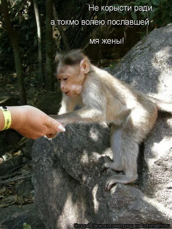 12 стульев отец федор на скале. токмо волею пославшей мя жены. ильф цитаты. токмо волею пославшей. токмо волею пославшей мя жены.