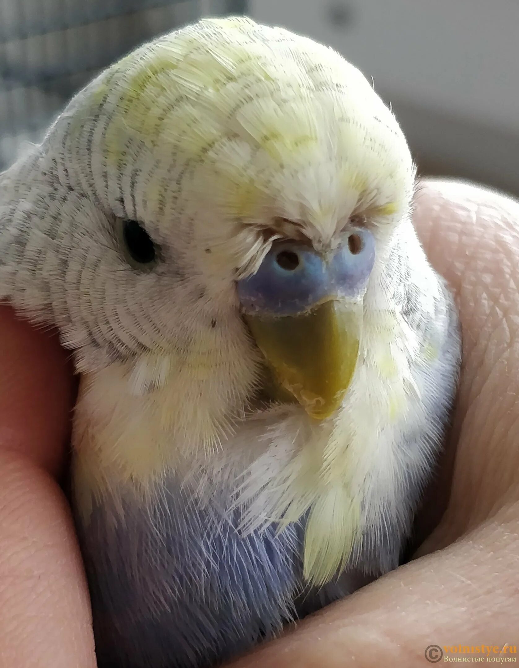 чесоточный клещ (кнемидокоптоз). кнемидокоптоз птиц клещ. как выглядят клещи попугая. перьевой клещ у волнистых попугаев. кнемидокоптоз у волнистого попугая.