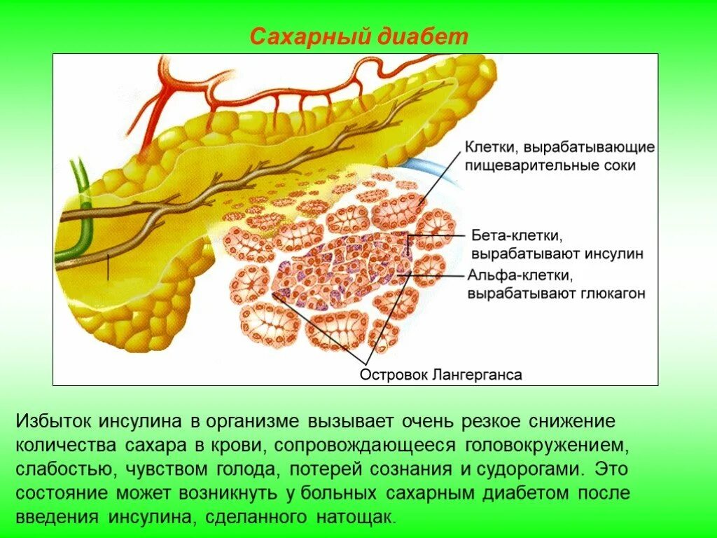 Какой орган вырабатывает инсулин в организме. Клетки поджелудочной железы секретируют инсулин. панкреатические островки лангерганса гормоны. глюкагон гормон поджелудочной железы. клетки лангерганса поджелудочной железы.