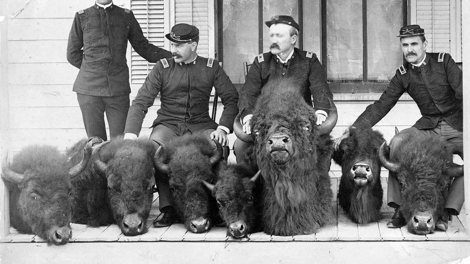 толпа бизонов 5. толпа бизонов 5. стадо зубров. стада бизонов в северном америке. гора черепов бизонов 1870.