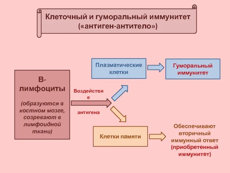 Клетка обеспечивающая иммунитет. Механизм гуморального иммунитета. лимфоциты гуморальный иммунитет. лимфоциты антитела гуморальный иммунитет. гуморальный иммунитет обусловлен функцией.