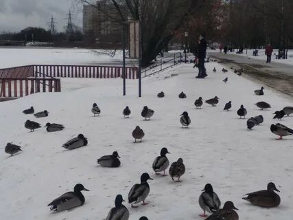 Утки сели на