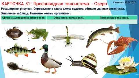 Экологические системы животных