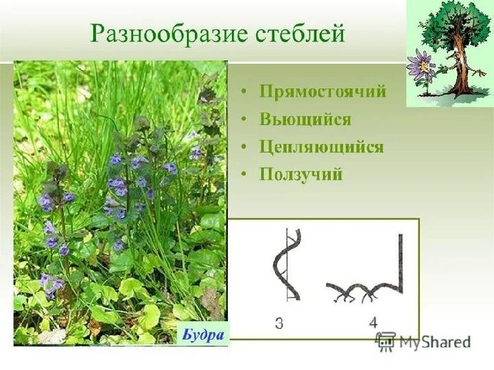 Заполните таблицу стебель прямостоячий вьющийся. Разнообразие стеблей. стебель растения ползучий цепляющийся прямостоячий. стебель прямостоячий ползучий вьющийся. растения с цепляющимся стеблем.