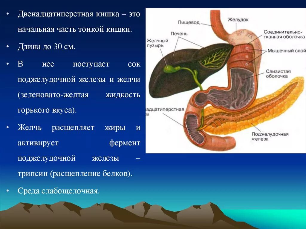 Печень 12 перстной кишки. Двенадцатиперстная кишка. Желудок и двенадцатиперстная кишка. Желчь в двенадцатиперстной кишке. Тонкая кишка и поджелудочная железа.