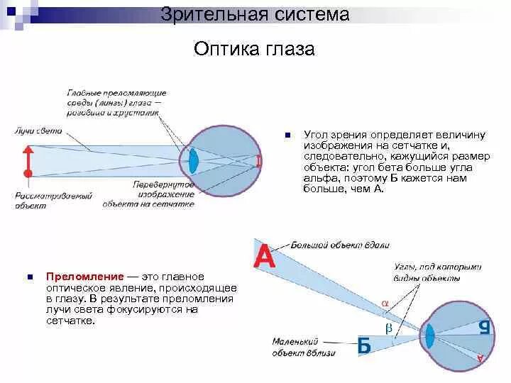 Преломление лучей света в оптической системе глаза это. Компоненты оптической системы глаза физиология. В оптической системе глаза преломляют лучи света. Изображение на сетчатке.