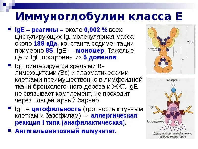 Определение общего ige. Иммуноглобулины класса e. иммуноглобулин общий 800 ige. иммуноглобулин е функции. функции иммуноглобулинов ige.