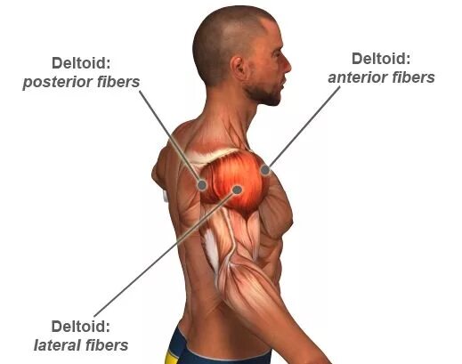 Дельтовидная мышца является мышцей. Дельта мышца. deltoid мышца.