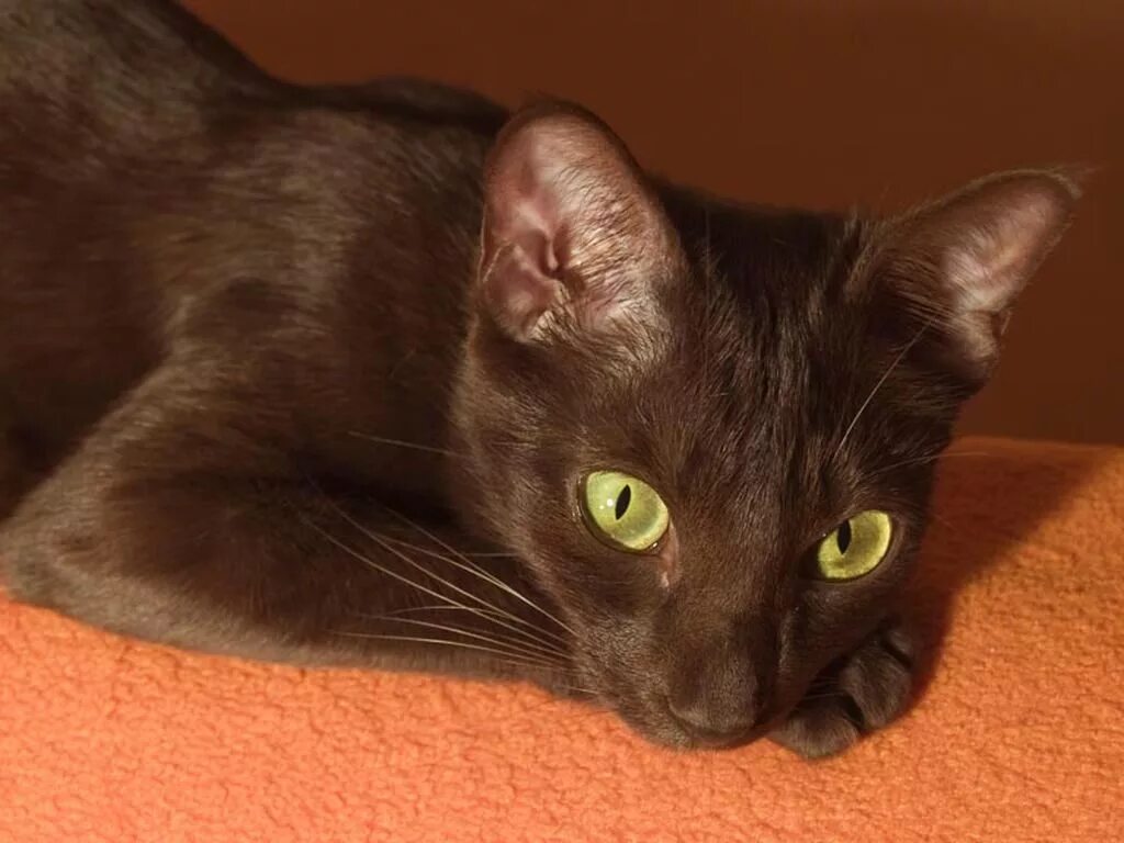 Породы коричневых котов. Ориентальная Гавана Браун. Порода кошек Гавана Браун. Гавана (порода кошек). Гавана Браун котята.