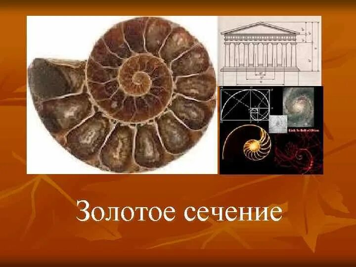 Золотое сечение рисунок. Техника золотое сечение. Пифагор золотое сечение. Золотое сечение в природе. Золотое сечение.