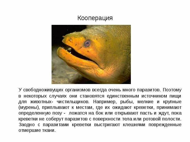 Используя содержание текста конкуренция кооперация и симбиоз. Кооперация организмов. примеры кооперации в биологии. кооперация примеры животных. примеры кооперации в природе.