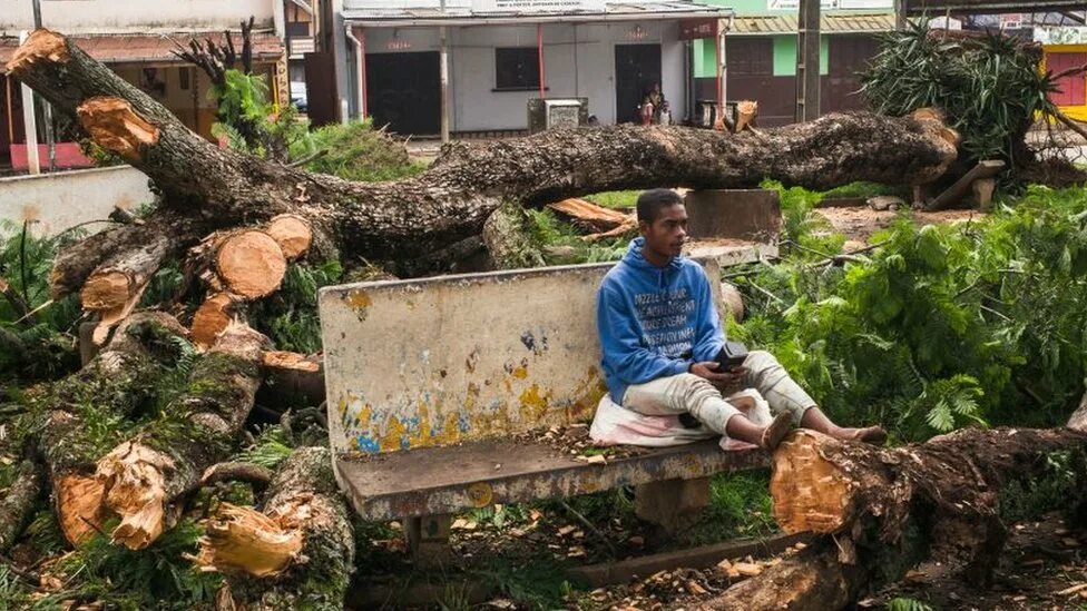 50 гиб. Человек встал на поваленное дерево. Человек сидит на поваленном дереве. Мадагаскар новости.