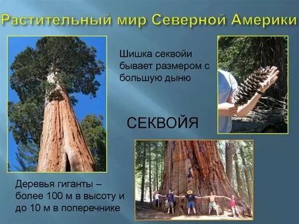 Виды деревьев северной америки