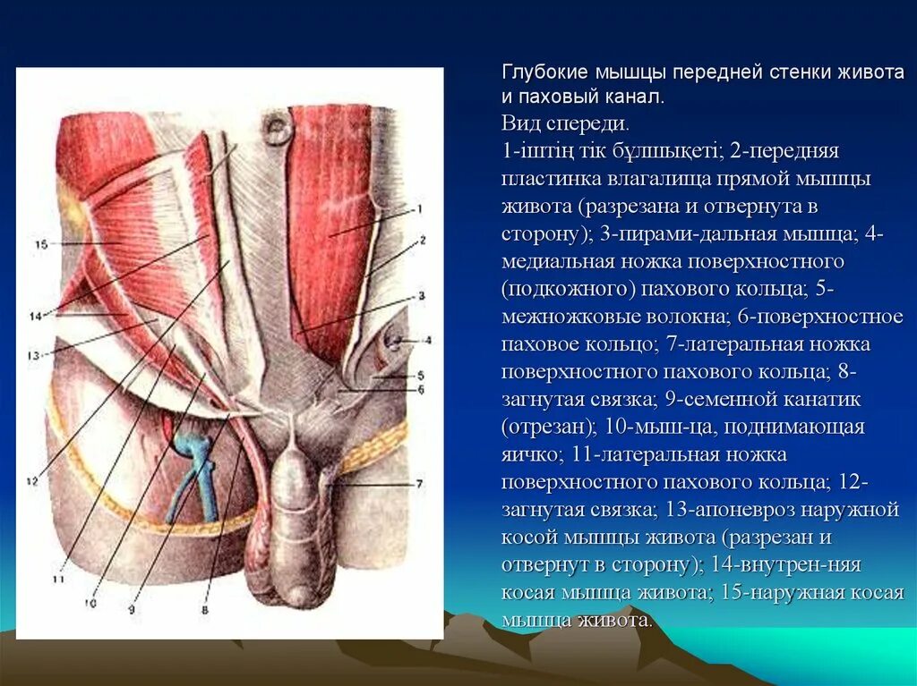 Глубокое паховое кольцо анатомия. Стенки пахового канала топографическая анатомия. Глубокое паховое кольцо топография. Поверхностное паховое кольцо.