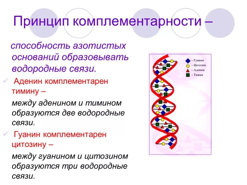 Днк аденин комплементарен